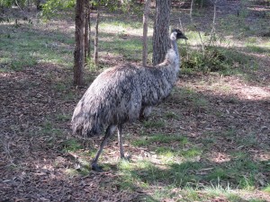 Australien Zoo-025